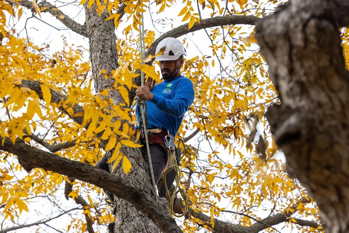 Skilled Tree Planing crew working in Underwood